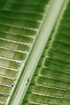 Detail of unidentified palm leaf