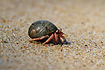 Hermit Crab on the beach in Khao Lak