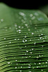 Palm leaf with raindrops