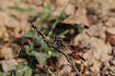Slender Skimmer (Orthetrum sabina)