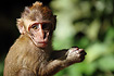 Juvenile monkey in Thailand (likely Long-tailed Macaque)