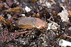 The ground beetle species Amara fulva