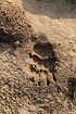 Footprint from Badger