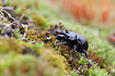 Minotaur Beetle - a male