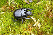 Male Minotaur Beetle