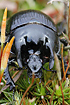 Male Minotaur Beetle