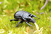 Photo ofMinotaur Beetle (Typhaeus typhoeus). Photographer: 