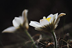 Backlit Pale Pasque Flowers