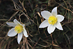 Pale Pasque Flowers