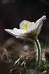 Backlit Pale Pasque Flower