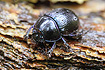 Photo ofDor Beetle (Geotrupes stercorosus). Photographer: 