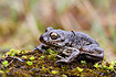 Common Spade-foot Frog