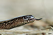 Slow-worm close-up
