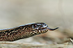 Slow-worm closeup