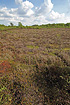 Raised bog at Grene Sande in Jutland, Denmark with a rich variety of rare insect species