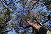 Scots Pine in Asserbo Plantation