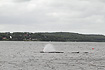 The stranded Fin Whale in Vejle Fjord