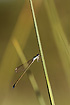 Photo ofDwarf Damselfly (Nehalennia speciosa). Photographer: 