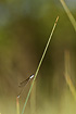 The very small and, in Denmark,  critically endangered species Dwarf Damselfly
