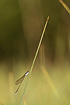 The very small and, in Denmark, critically endangered species Dwarf Damselfly