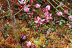 Cranberry - flowers and a berry from last year