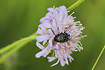 White-Spotted Rose Beetle