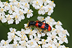 The Bee Beetle/Checkered Beetle species Trichodes apiarius