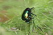 The rare beetle species Protaetia aeruginosa