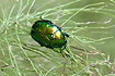 The rare scarab beetle Protaetia aeruginosa