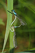 Scarce Blue-tailed Damselfly mating