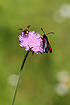 Burnet Moth and unidentified fly
