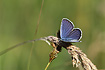 Reverdin`s Blue which is a very rare butterfly in Scandinavia