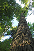 Giant oak tree in Bialowieza forest