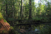 Alder swamp in Bialowieza