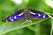 Lesser Purple Emperor - brilliantly coloured male