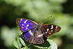 Brilliantly coloured Lesser Purple Emperor male