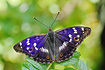 The brilliantly coloured Lesser Purple Emperor male