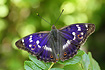 The brilliantly coloured male of Lesser Purple Emperor