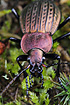 Photo of (Carabus cancellatus). Photographer: 