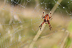Common Garden Spider with morning dew in the spiderweb