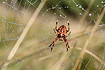 Common Garden Spider with morning dew in the spiderweb