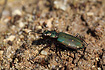 A very late Green Tiger Beetle in September