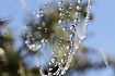 Late summer; dew in the cobweb in the morning