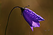 Photo ofBluebell (Campanula rotundifolia). Photographer: 