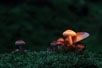 Mushrooms and light