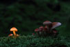 Mushrooms and light