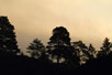 Pine silhouettes