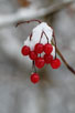 Berries and snow