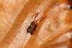 Foto af Almindelig Mosskorpion (Neobisium carcinoides). Fotograf: 