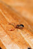 Foto af Almindelig Mosskorpion (Neobisium carcinoides). Fotograf: 